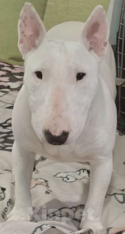 Собаки в Санкт-Петербурге: Девочка 1 год. Рожд. 19.02.2025г. Девочка, 100 000 руб. - фото 2