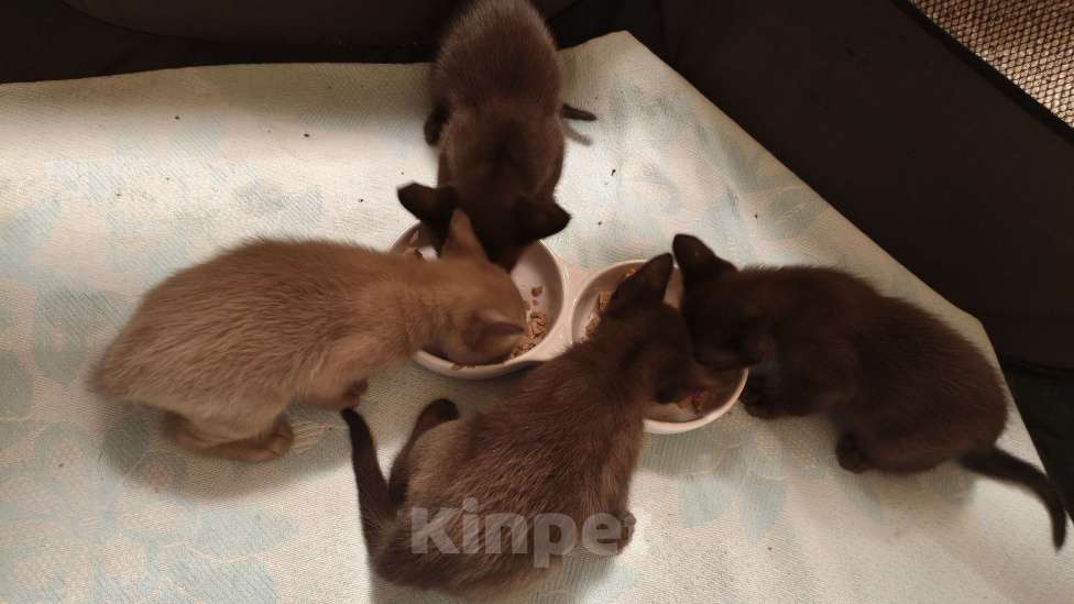 Кошки в Москве: Бурманские котята  Девочка, 25 000 руб. - фото 3