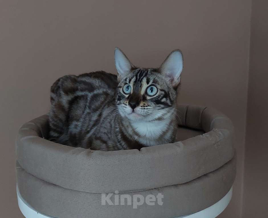 Кошки в Москве: Бенгальская кошка  Девочка, 5 000 руб. - фото 2