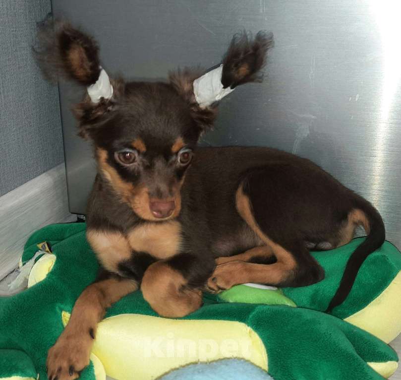 Собаки в Новосибирске: Девочка Ундомиэль Девочка, 71 000 руб. - фото 1