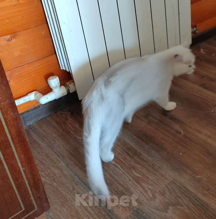 Кошки в Москве: Серебристая кошка Дарси Девочка, 1 000 руб. - фото 3