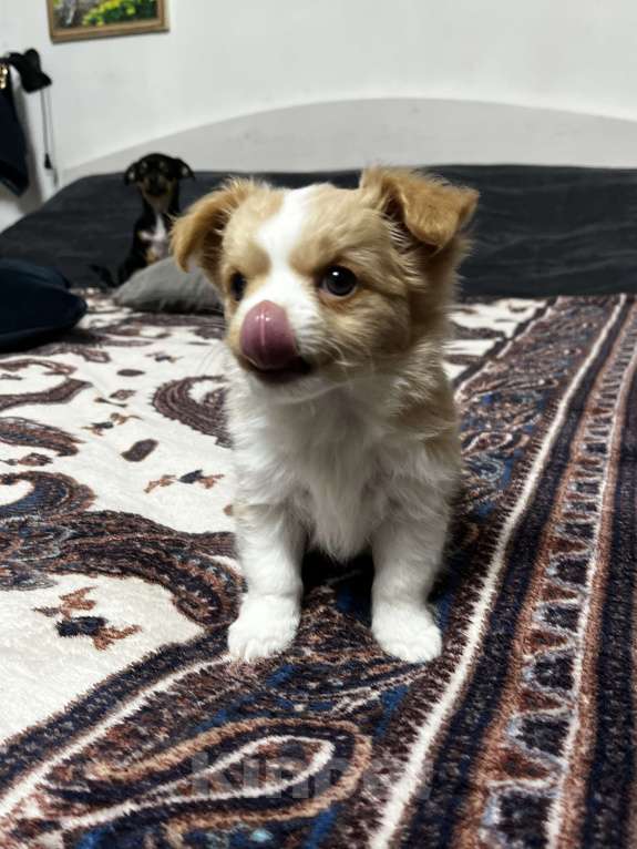 Собаки в Кемерово: Щенок чихуахуа мини  Девочка, 18 000 руб. - фото 2