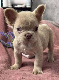 Французский бульдог флаффи щенок