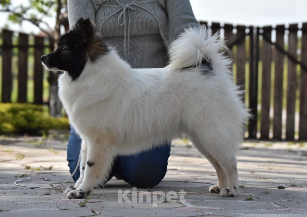 Собаки в Москве: Ненецкая оленегонная лайка, сука Фрида. Девочка, 60 000 руб. - фото 2