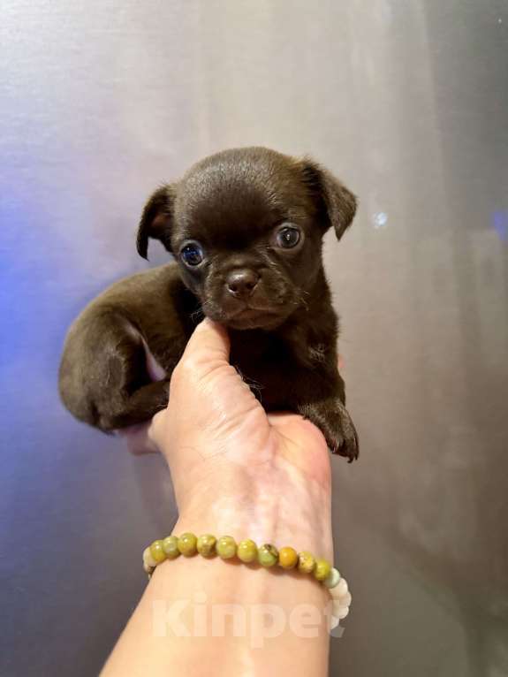 Собаки в Ростове-на-Дону: Мальчик чихуахуа Мальчик, 35 000 руб. - фото 2