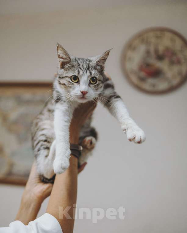 Кошки в Сочи: Котик ,а точнее котенок Матис очень ждет семью! Мальчик, Бесплатно - фото 2