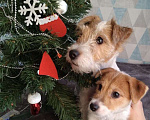 Собаки в Новокузнецке: Малыши Джек-Рассел Мальчик, 30 000 руб. - фото 5