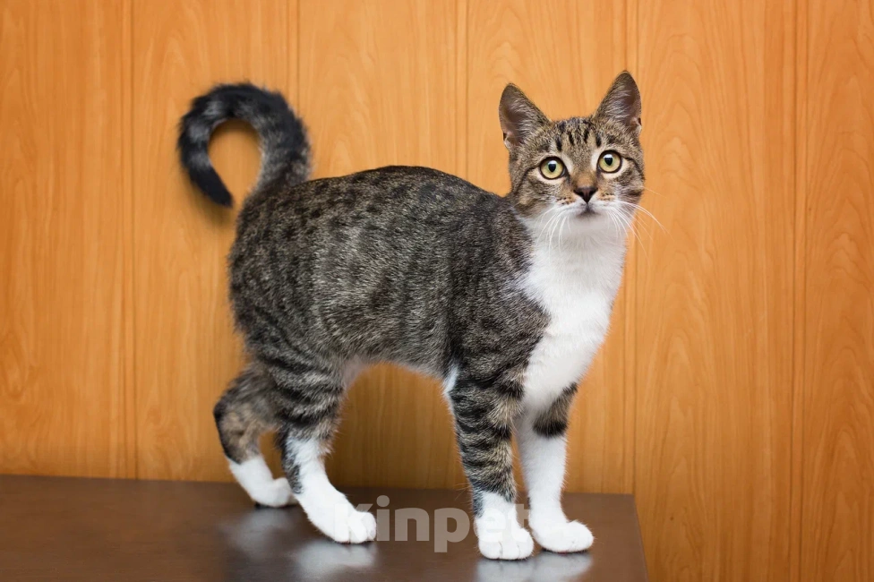 Кошки в Москве: Ласковый котенок Василек в добрые руки Мальчик, Бесплатно - фото 5