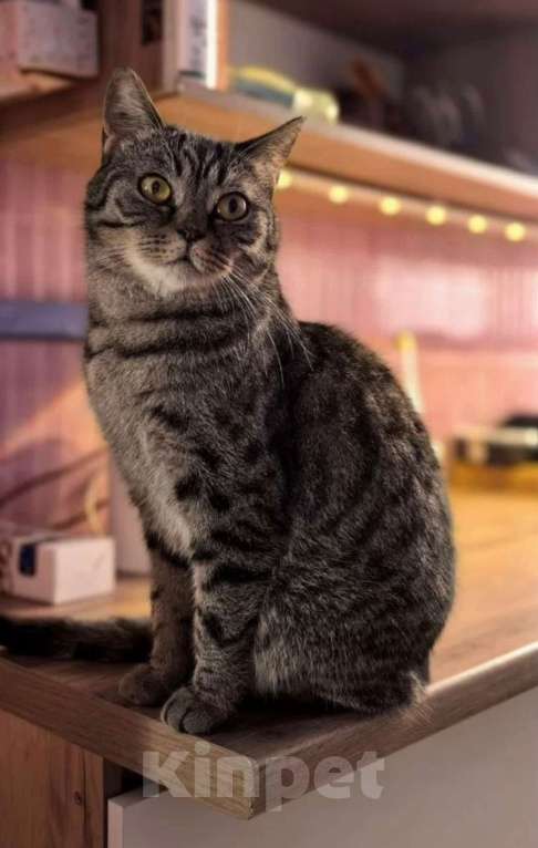 Кошки в Химках: Анфиса — маленькая принцесса ищет дом! Девочка, Бесплатно - фото 4