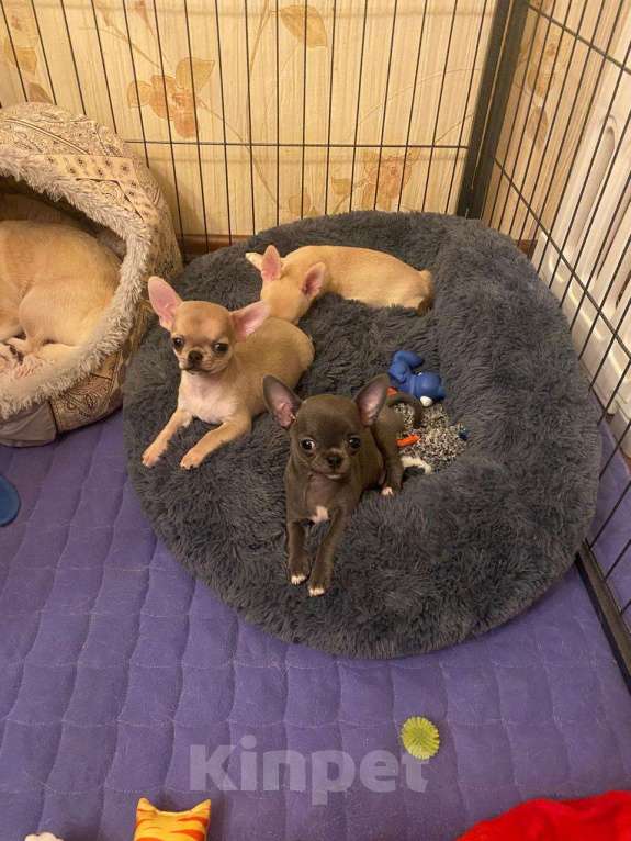 Собаки в Москве: Малыш чихуахуа Есений Мальчик, 50 000 руб. - фото 2