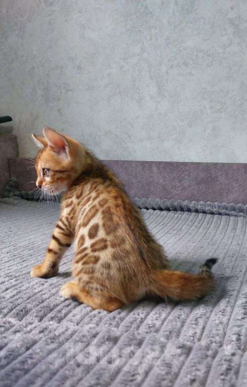 Кошки в Москве: Моника Девочка, 25 000 руб. - фото 2