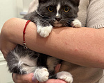Кошки в Москве: Котенок - девочка ищет дом! Девочка, Бесплатно - фото 1