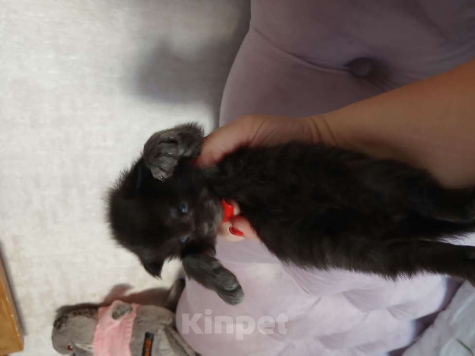 Кошки в Москве: Котята мейн-куны Разнополые, 50 000 руб. - фото 9