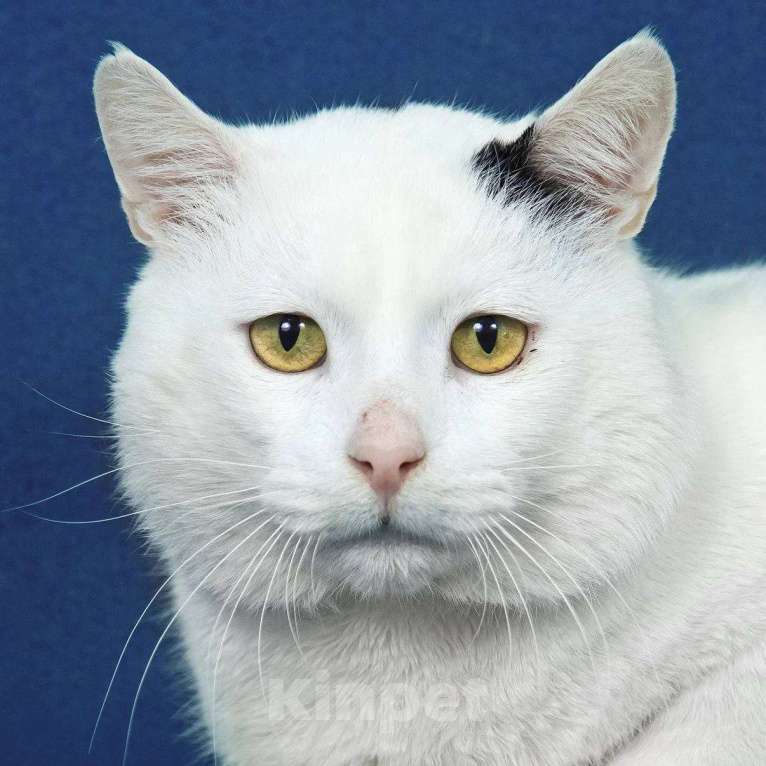 Кошки в Москве: кот Беляшик ищет дом Мальчик, Бесплатно - фото 4