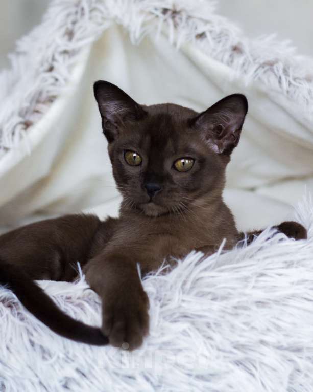 Кошки в Санкт-Петербурге: Бурманская кошечка соболиного окраса из питомника в С-Пб BURHOUSE Девочка, 80 руб. - фото 5