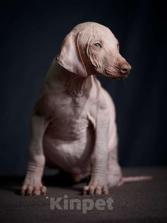 Собаки в Москве: Мальчик Ксолоитцкуинтли стандарт  Мальчик, 35 000 руб. - фото 3