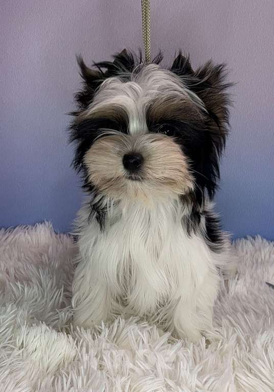 Собаки в Москве: Очаровательный малыш Мальчик, 70 000 руб. - фото 1