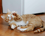 Кошки в Бологом: Кот Виконт, 55 руб. - фото 6