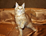 Кошки в Лянторе: Кошечка мейн-кун, MCO ds 22, 25 000 руб. - фото 4