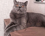 Кошки в Челябинске: Отдам британского кота в добрые руки Мальчик, 50 руб. - фото 1