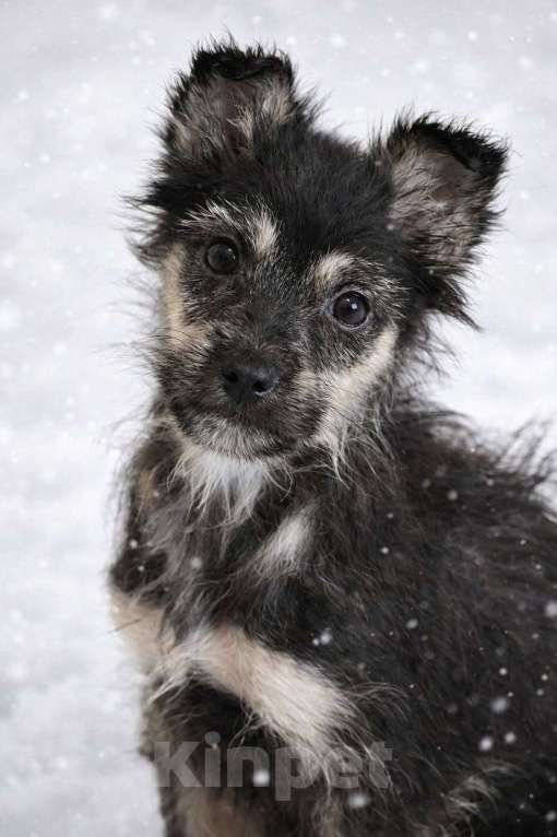 Собаки в Лосином-Петровском: Чапа якутята из ледяного подъезда Девочка, Бесплатно - фото 6