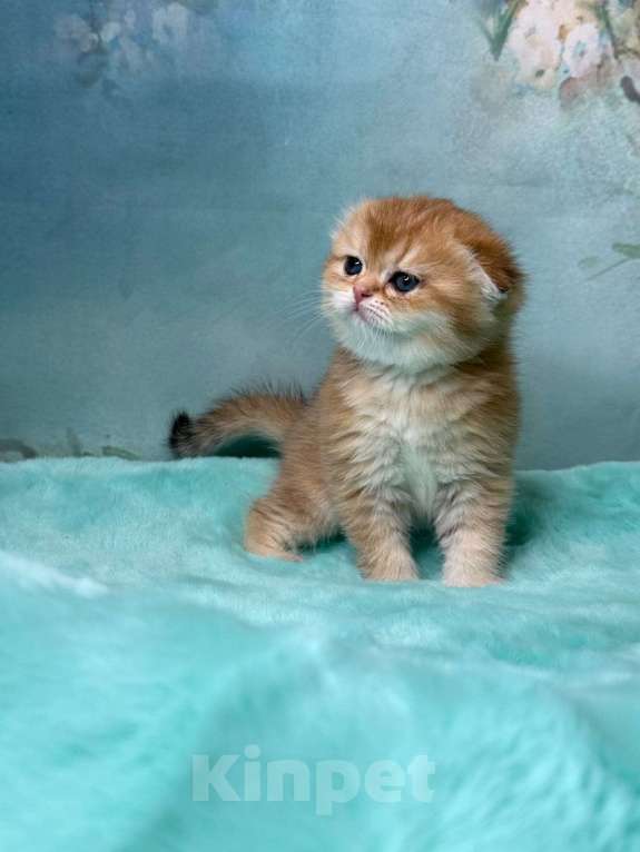 Кошки в Саранске: Вислоухая девочка золотая шиншилла Девочка, 50 000 руб. - фото 4