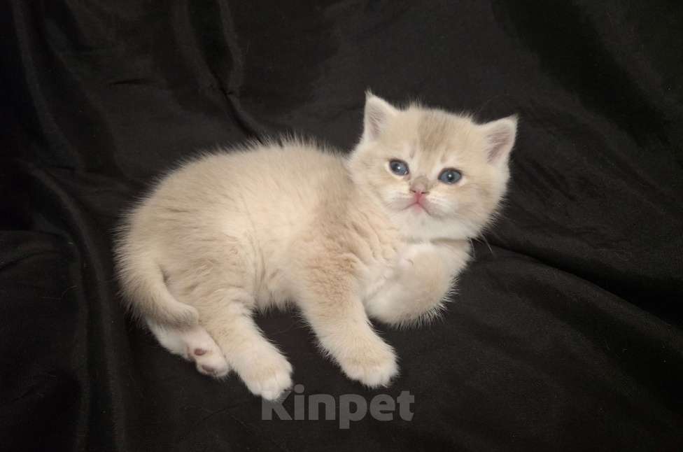 Кошки в Москве: Шотландский прямоухий мальчик голубая золотая шиншилла Мальчик, 30 000 руб. - фото 2