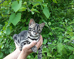 Кошки в других городах Новгородской области: Бенгальский котенок Девочка, 30 000 руб. - фото 2