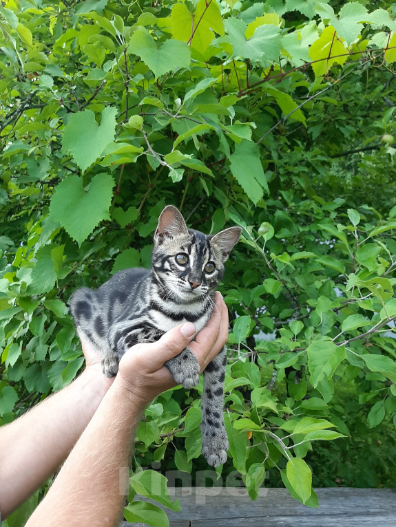 Кошки в других городах Новгородской области: Бенгальский котенок Девочка, 30 000 руб. - фото 2