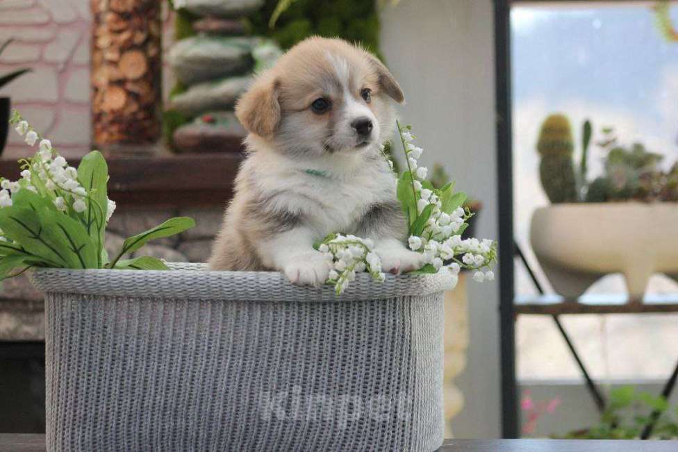 Собаки в других городах Краснодарского края: Пьер Дебург Эминский щенок корги Мальчик, 70 000 руб. - фото 2