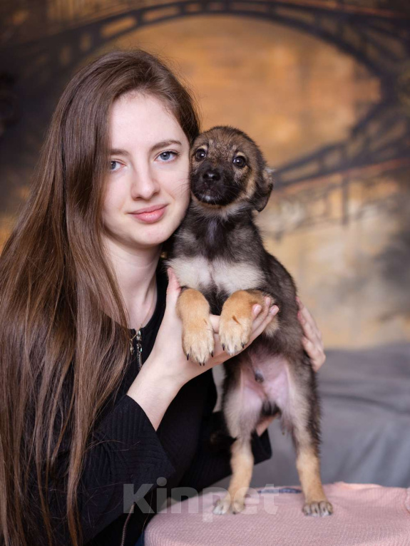 Собаки в Москве: Щенок небольшой собаки в добрые руки Мальчик, Бесплатно - фото 1