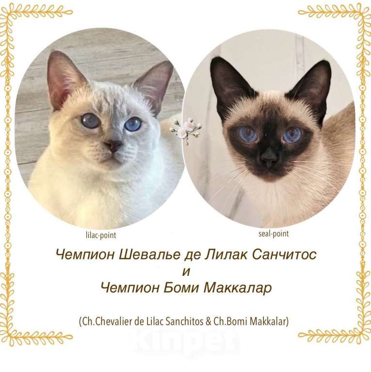 Кошки в Санкт-Петербурге: Тайские чистопородные (сиамские старотипные) котята Девочка, 75 000 руб. - фото 1