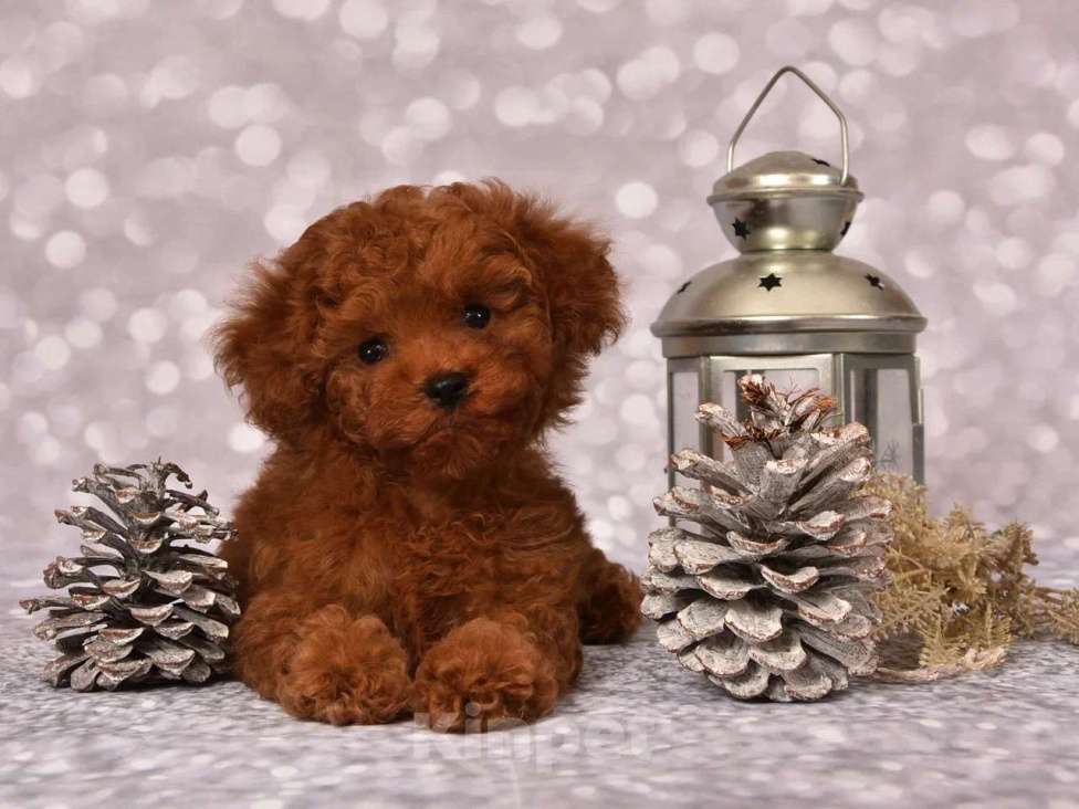 Собаки в других городах Московской области: Щенок мальчик Тедди Пудель Мальчик, 150 000 руб. - фото 2