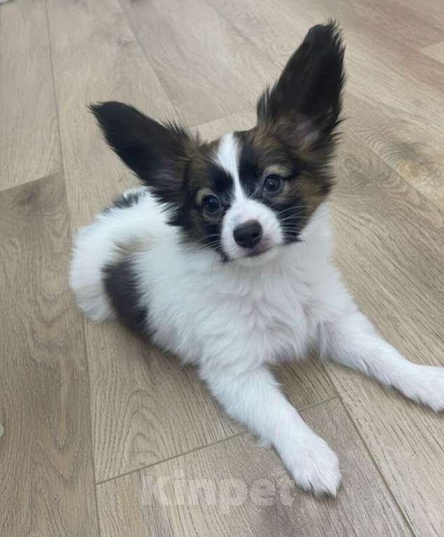 Собаки в Тюмени: Щенки собаки "бабочки" Девочка, 50 000 руб. - фото 1