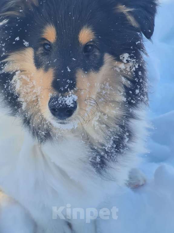 Собаки в Туле: Щенок Колли Длинношерстный Мальчик, 70 000 руб. - фото 2