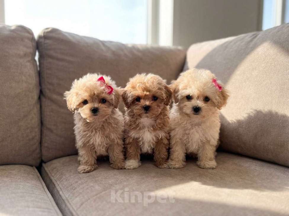 Собаки в Санкт-Петербурге: Мальтипу мини и микро Девочка, 99 000 руб. - фото 1