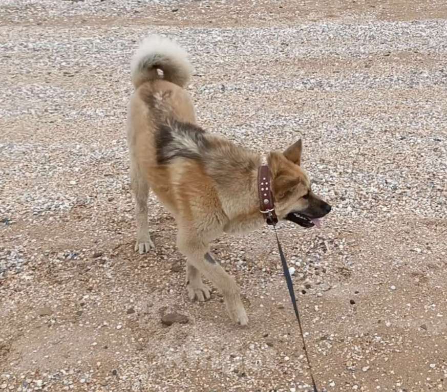 Собаки в других городах Краснодарского края: Красивая девочка, с белыми носочками Девочка, Бесплатно - фото 4