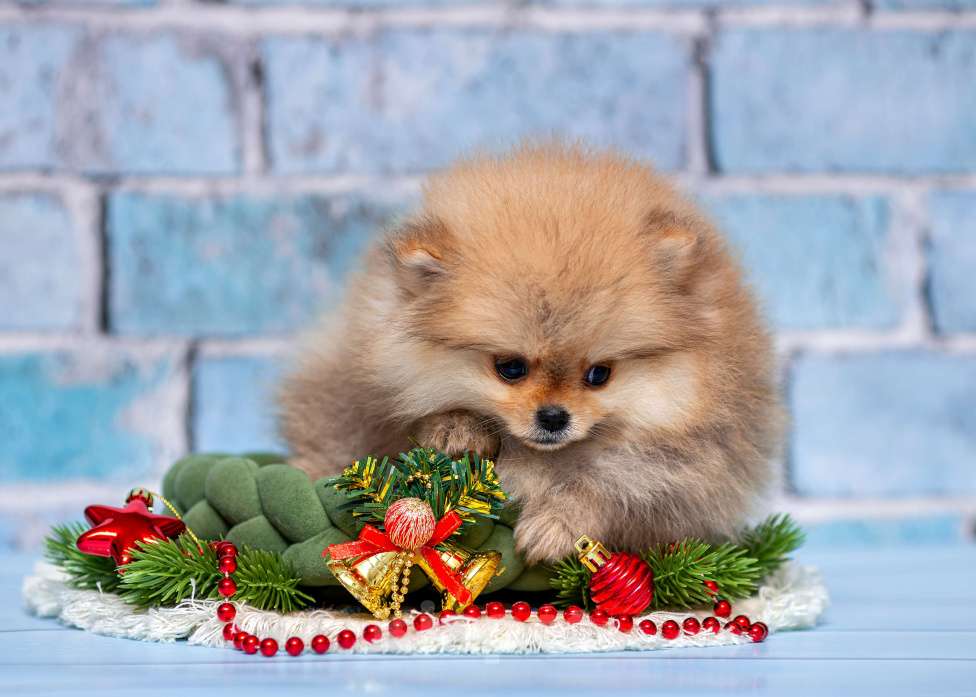 Собаки в Ульяновске: Палина Девочка, 80 000 руб. - фото 2