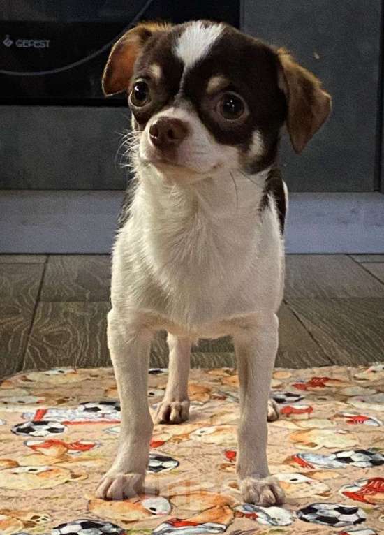 Собаки в других городах Краснодарского края: Чихуахуа  Девочка, 28 000 руб. - фото 2