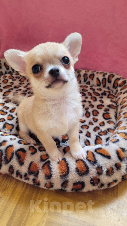 Собаки в Москве: Чихуахуа шикарный мальчик Мальчик, 45 000 руб. - фото 2