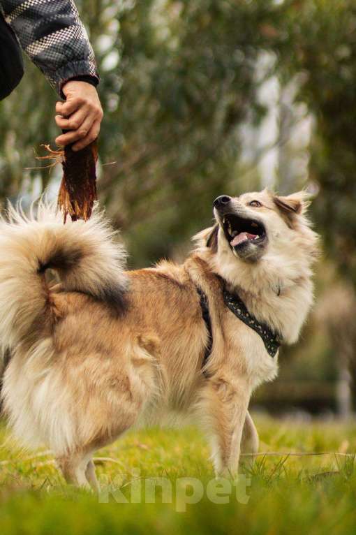 Собаки в Москве: Белкин 2,5 года ищет дом. Мальчик, Бесплатно - фото 4
