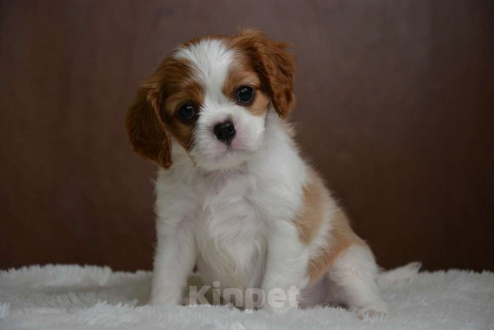 Собаки в Воронеже: Щенки Кавалер Кинг Чарльз Спаниель  Девочка, 65 000 руб. - фото 7