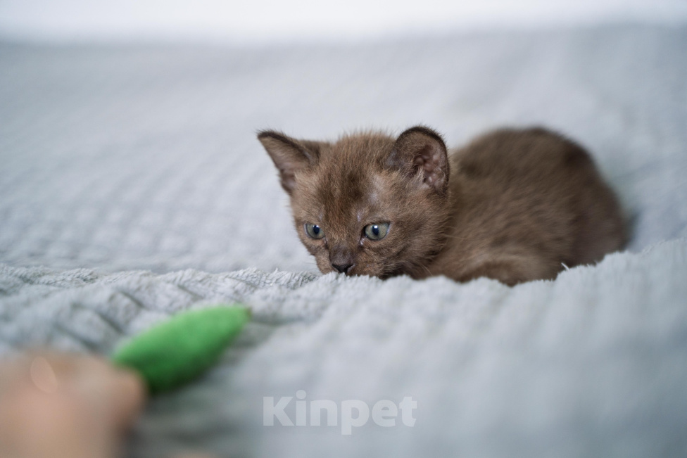 Кошки в Нижнем Новгороде: Котёнок европейской бурмы Мальчик, Бесплатно - фото 4