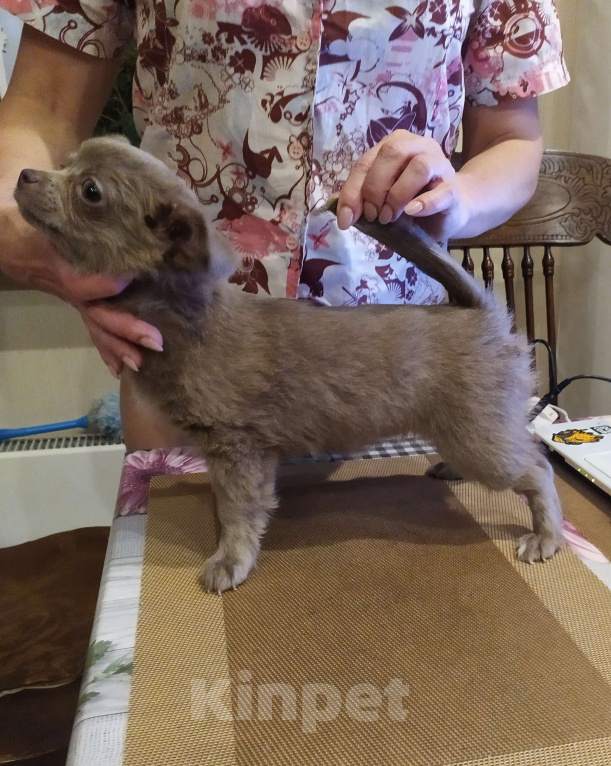 Собаки в Москве: Дш лиловая девчонка  Девочка, 60 000 руб. - фото 2