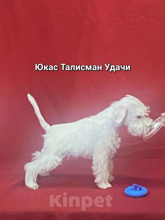 Собаки в Омске: Цвергшнауцер щенок белый Разнополые, Бесплатно - фото 4