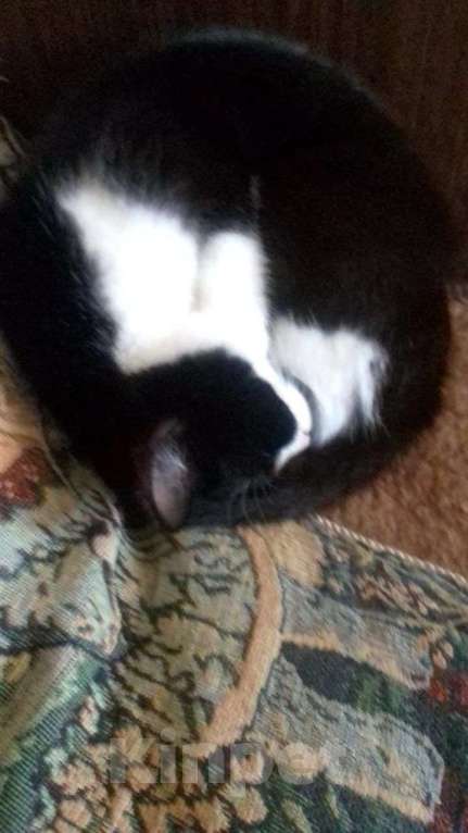 Кошки в Королеве: Добрая кошечка в добрые руки Девочка, Бесплатно - фото 5