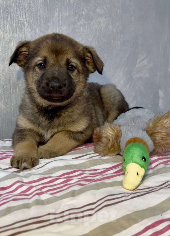 Собаки в Москве: Груша Девочка, Бесплатно - фото 4