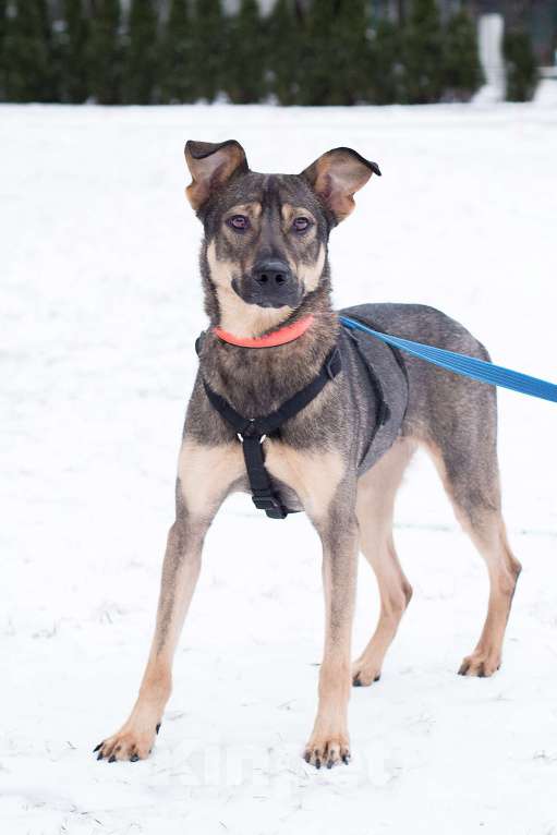 Собаки в Москве: Собака без своей Вселенной Девочка, Бесплатно - фото 2