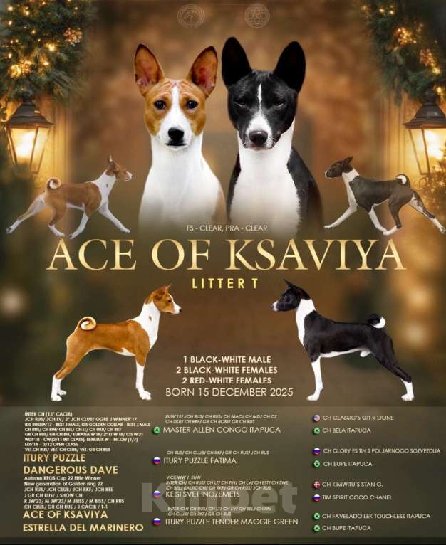 Собаки в Москве: Щенок басенджи 3 мес Мальчик, Бесплатно - фото 1