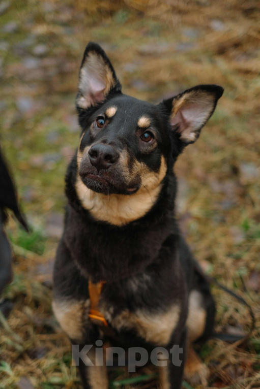 Собаки в Санкт-Петербурге: Юный Скаут из приюта в добрые руки Мальчик, Бесплатно - фото 1